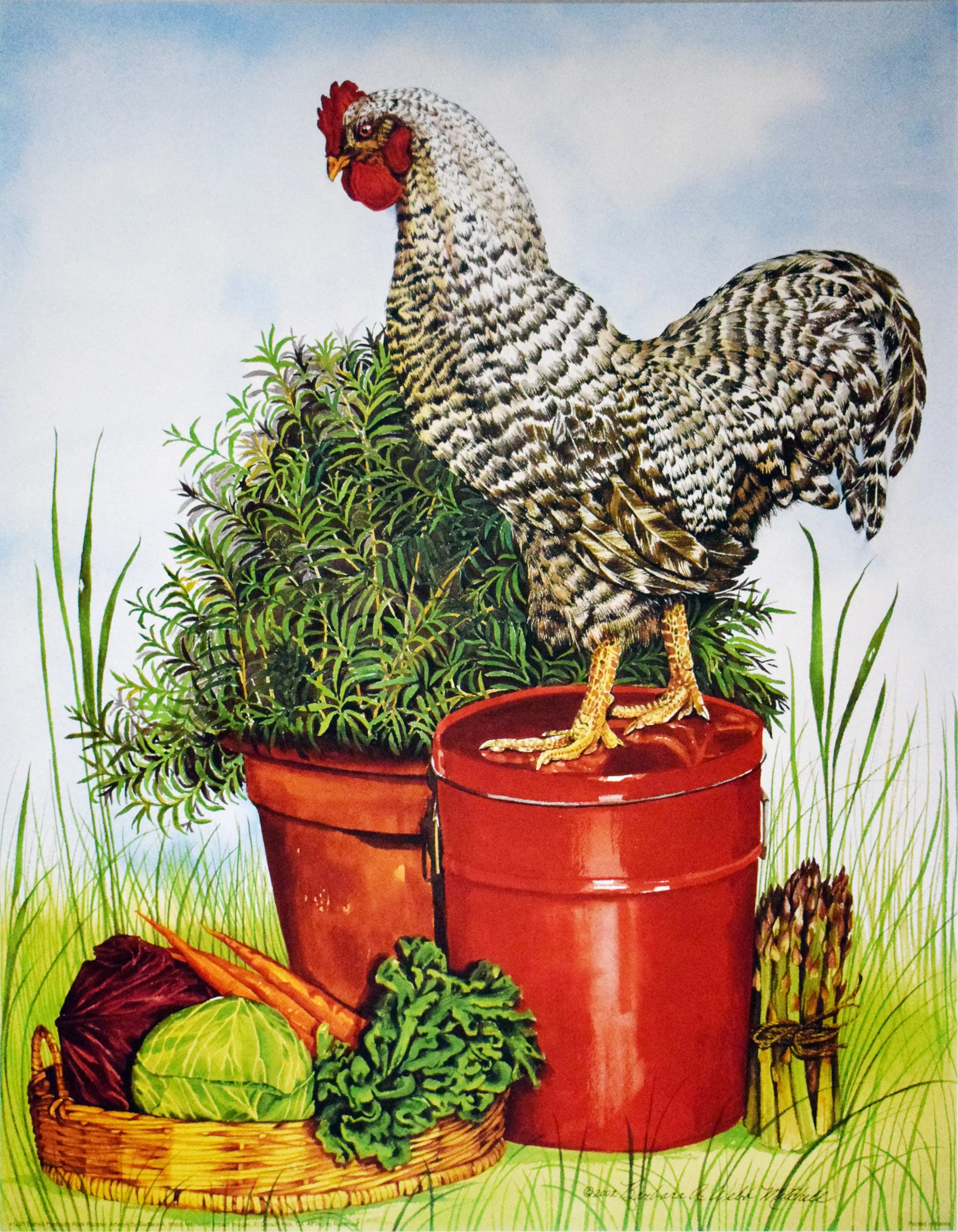 Barred Plymouth Rock Rooster by Barbara A. Webb Mitchell