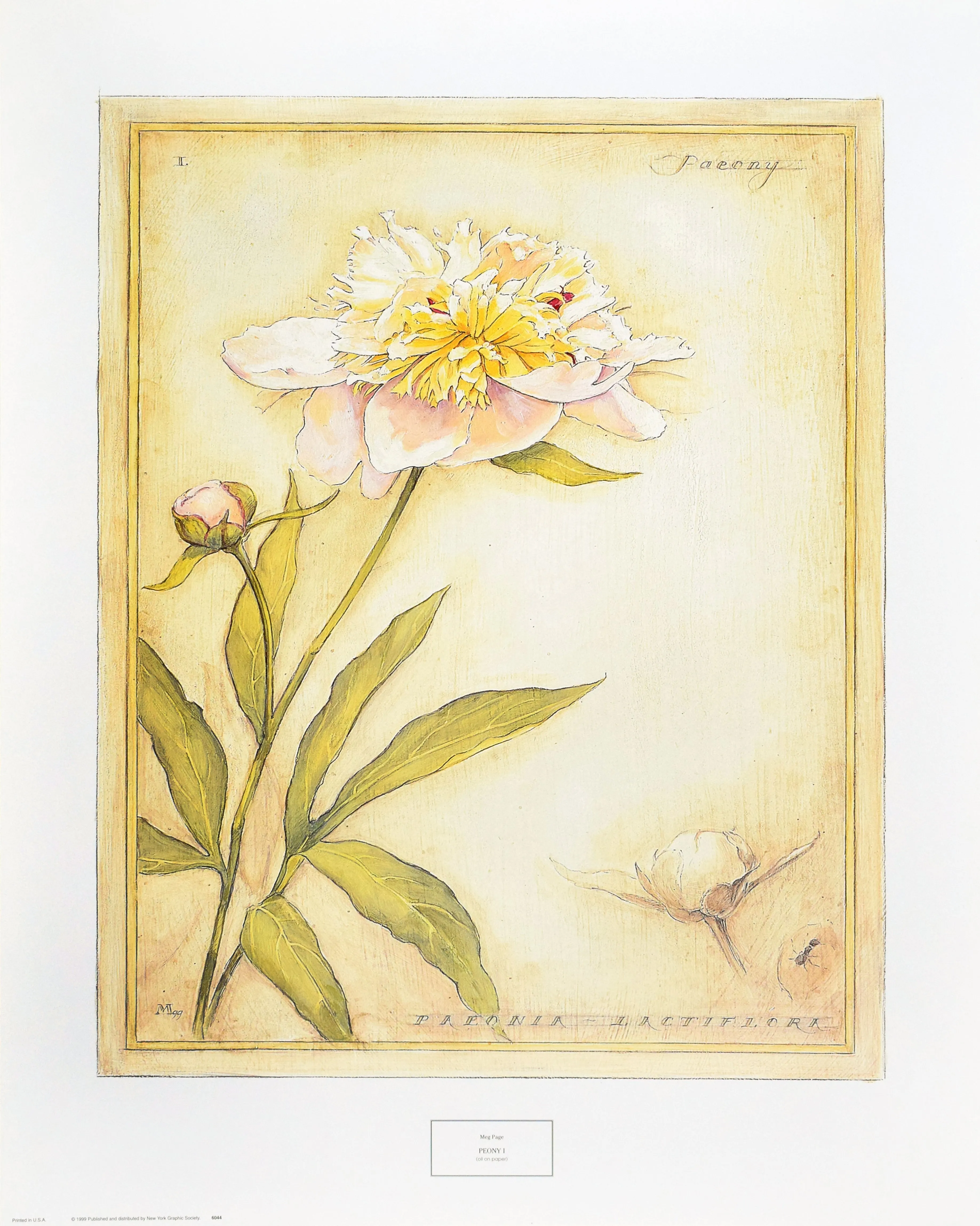 "Peony I" by Meg Page