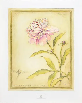 "Peony IV" by Meg Page